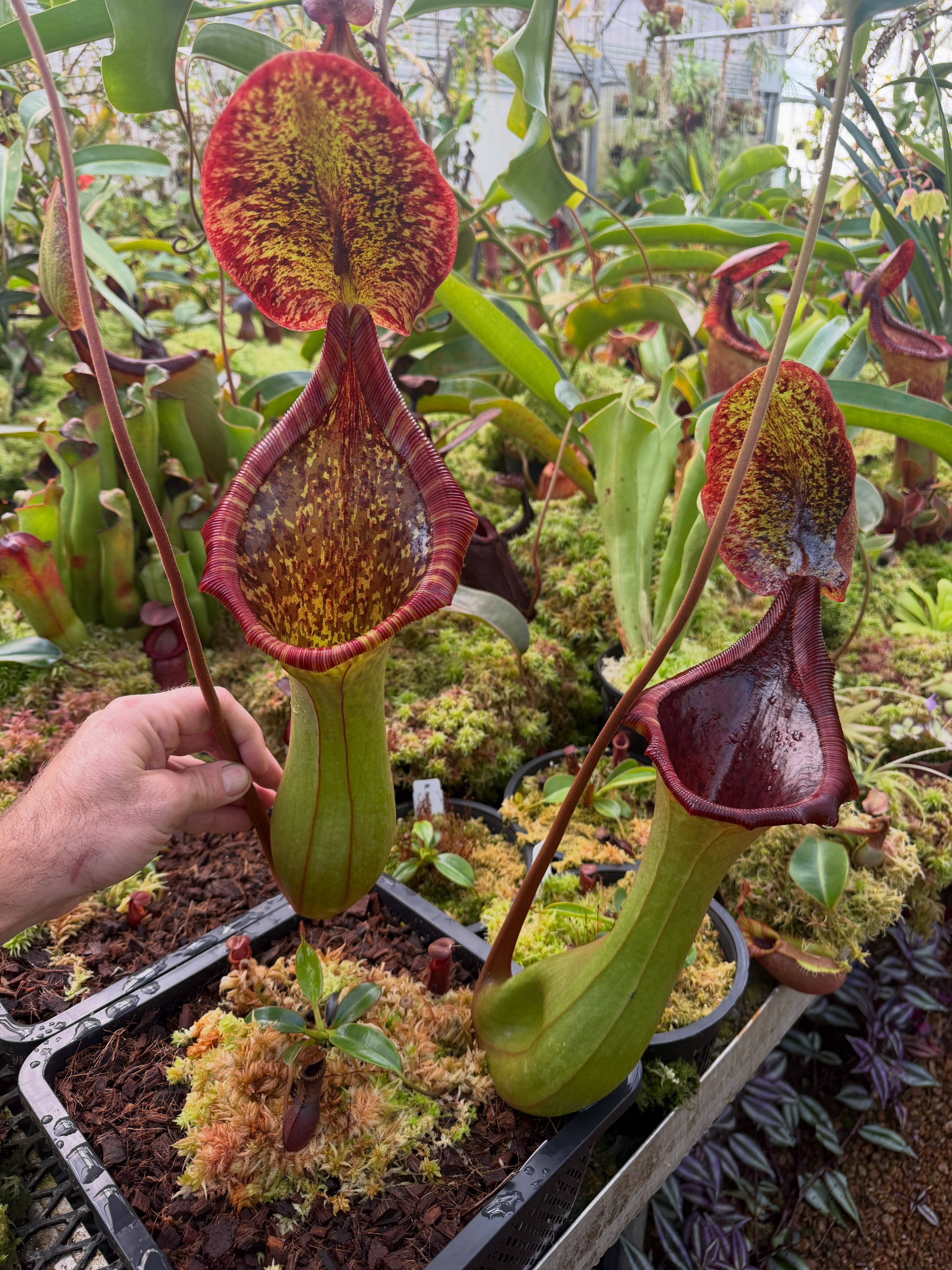 Monster traps on N. lowii x truncata -giant 2nd grex! Bred by