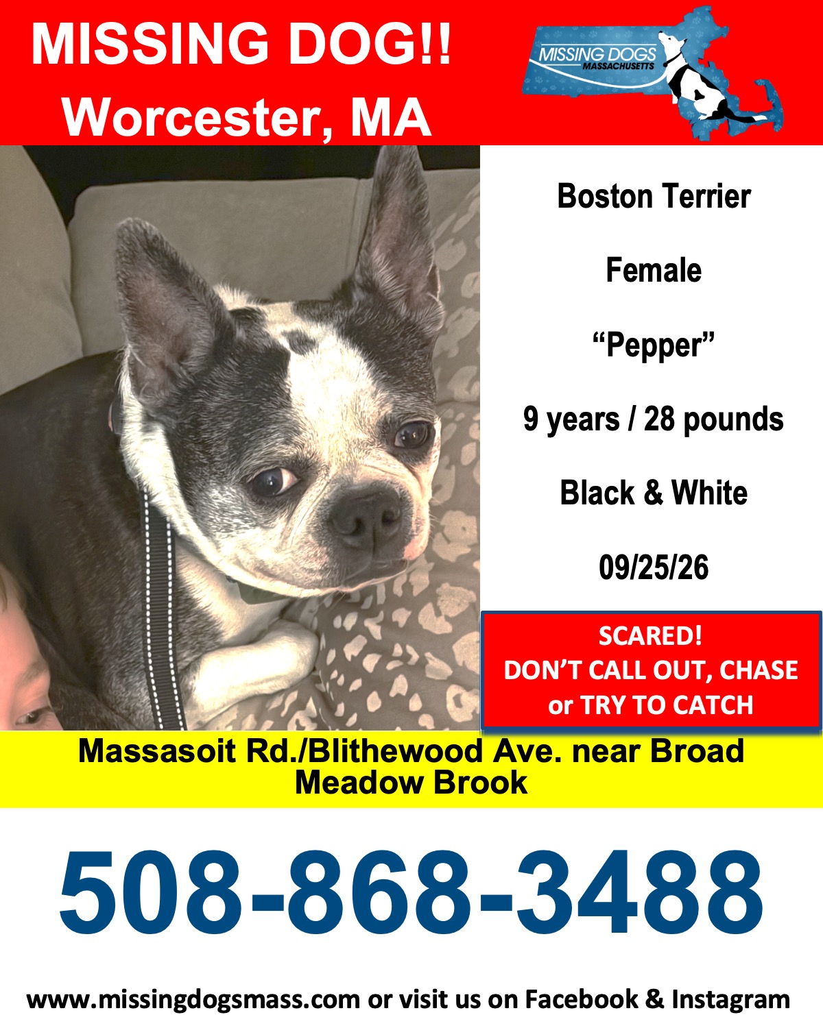 Update 09/26/26: Great news from Worcester - Pepper was found