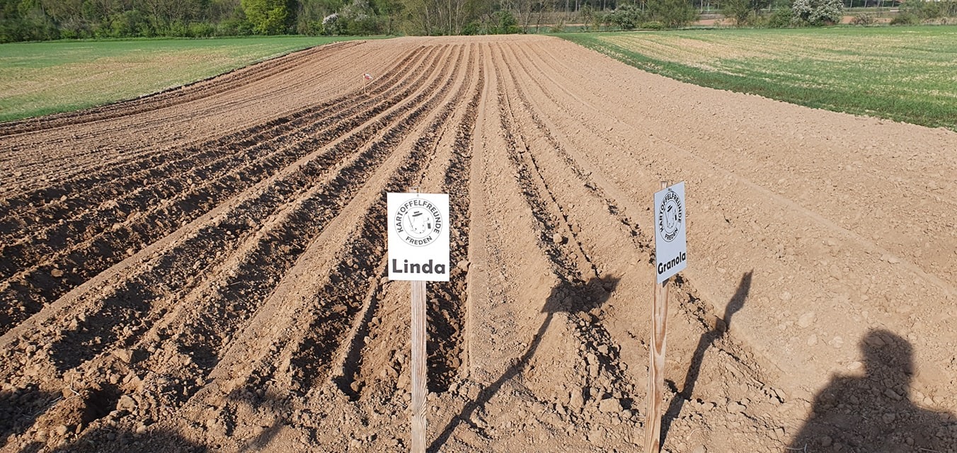 Kartoffelfreunde Freden... - Kartoffelfreunde Freden e.V.