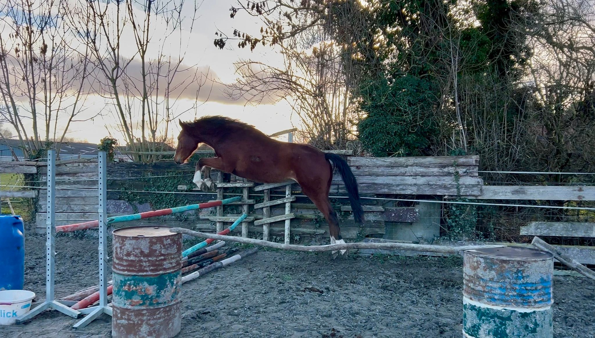 Elevage - Napoli 🤎 Hongre SF 🇫🇷 🧬 Itoki de Riverland x Utine des ...
