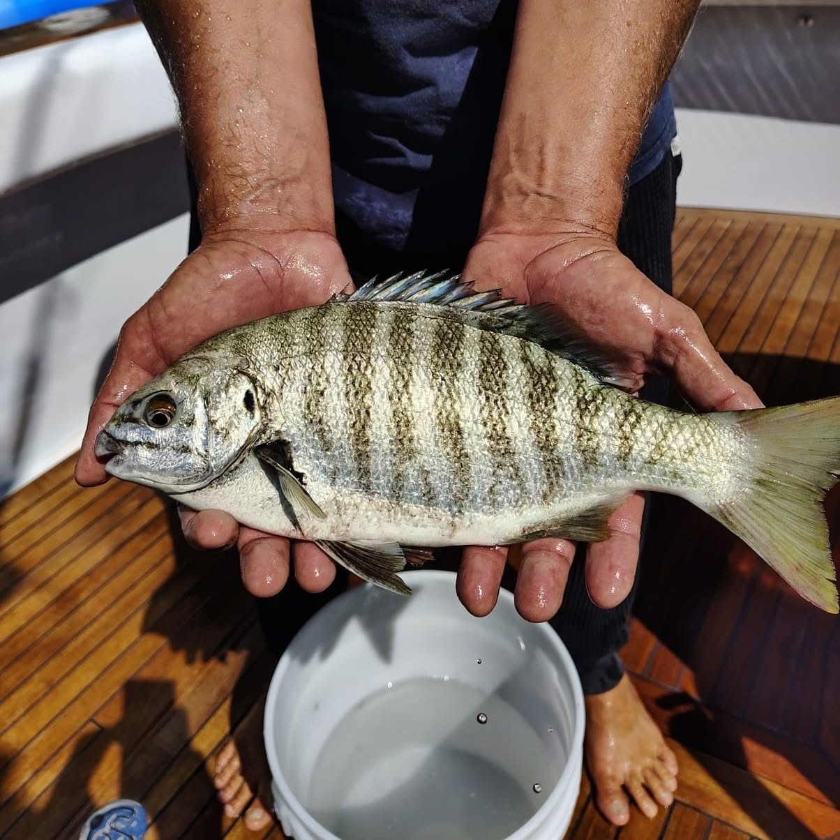 浜の白熊 Which fish have we got here? Your Saltwater Guide is Sponsored by