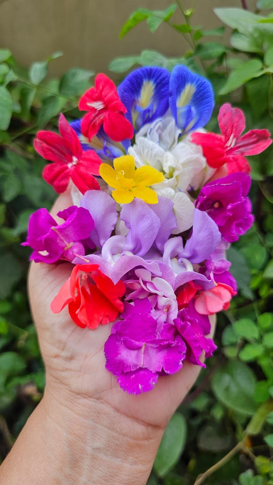 gw2023jul16 Ganesh vine bloom