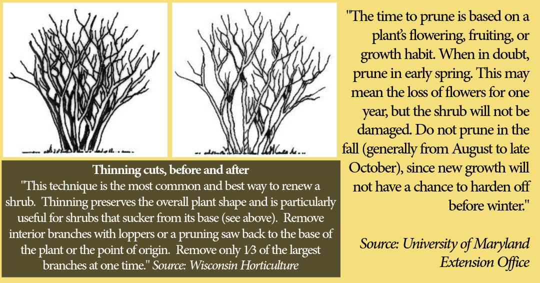 Great - 🌿 Spring Pruning Tips: What to Know Before You Cut Back ️ The ...