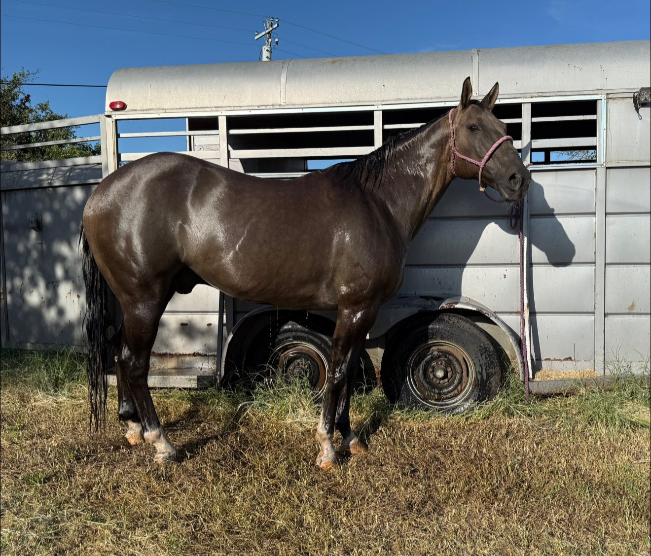 Twisted M Performance Horses | Stephenville TX