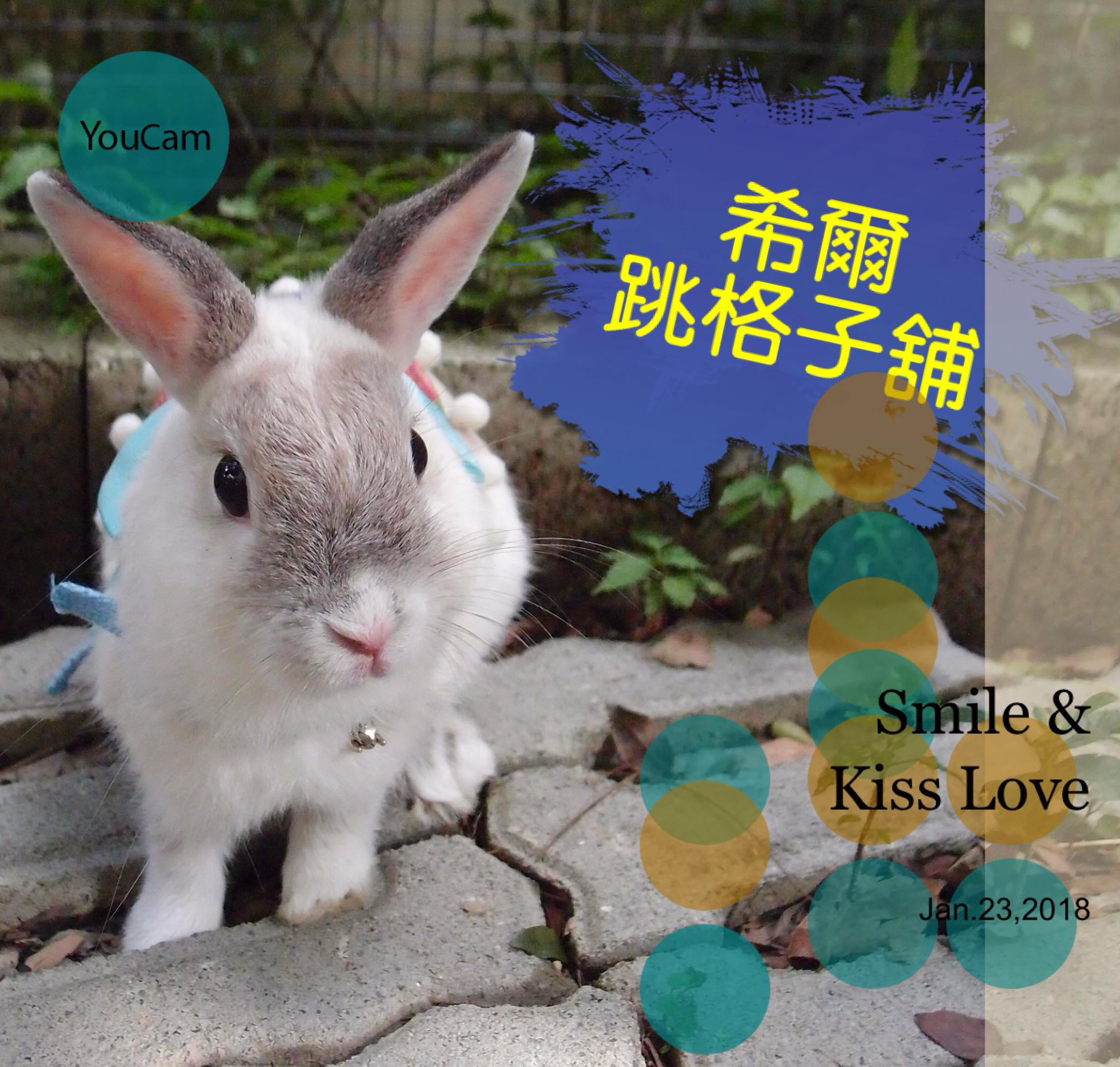 海綾月兔兔認養專區 - 因合作廠商已停止合作。 海綾月購物社團將開放兔友間的物品交流 社團名稱更改為... | Facebook