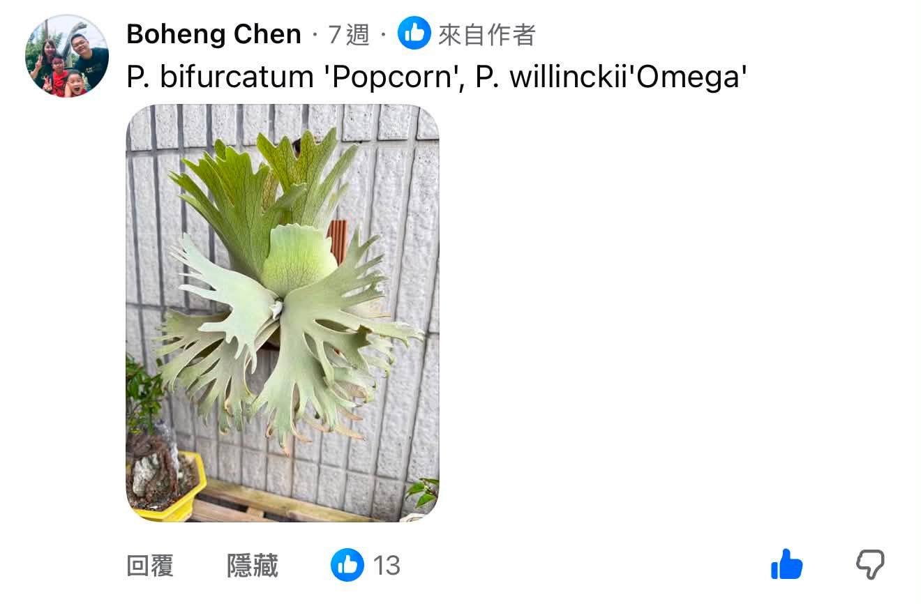 P. willinckii Bali spore 最近，我們的蒐藏裡，一株從孢子苗一路帶大