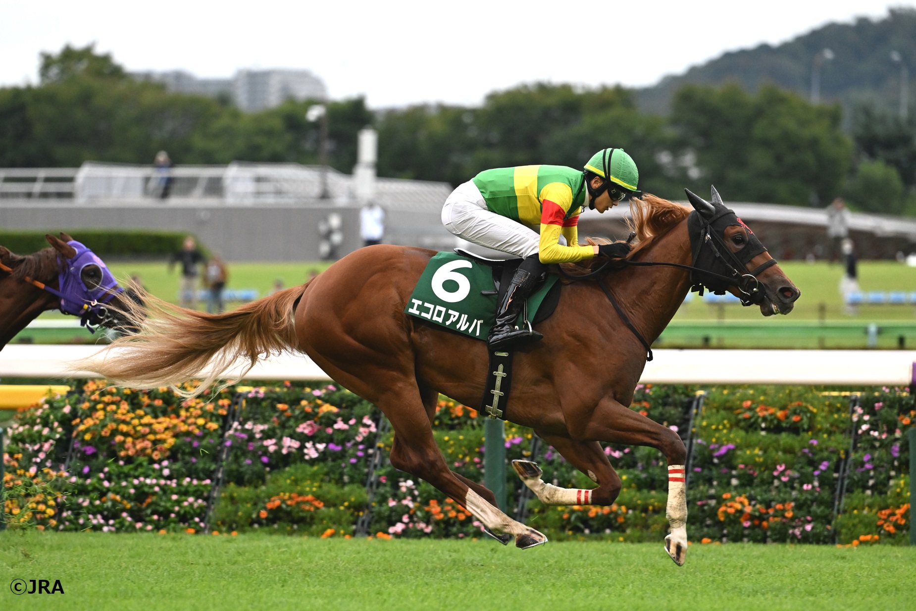 JRA（日本中央競馬会） - 1999年の札幌記念（GII）を優勝したのは芦毛