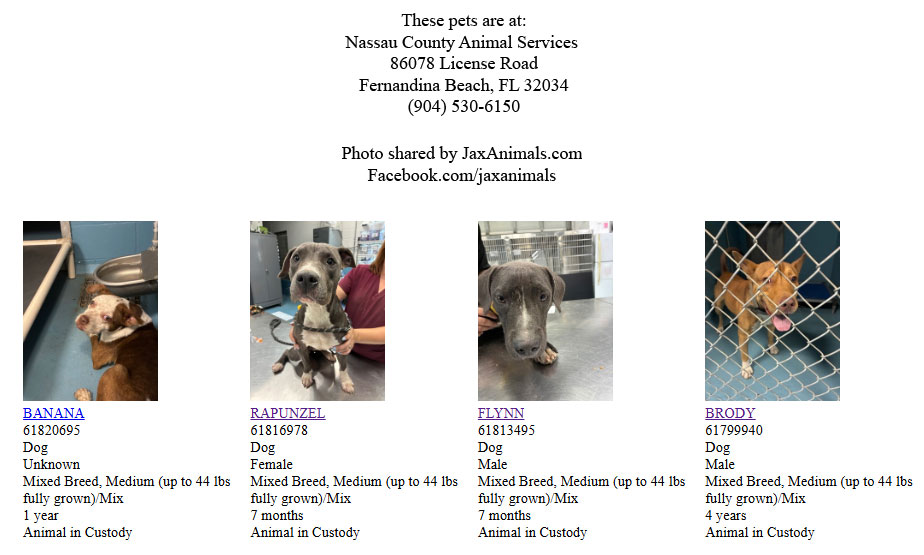 Found and stray pets at Nassau County Animal Services FL