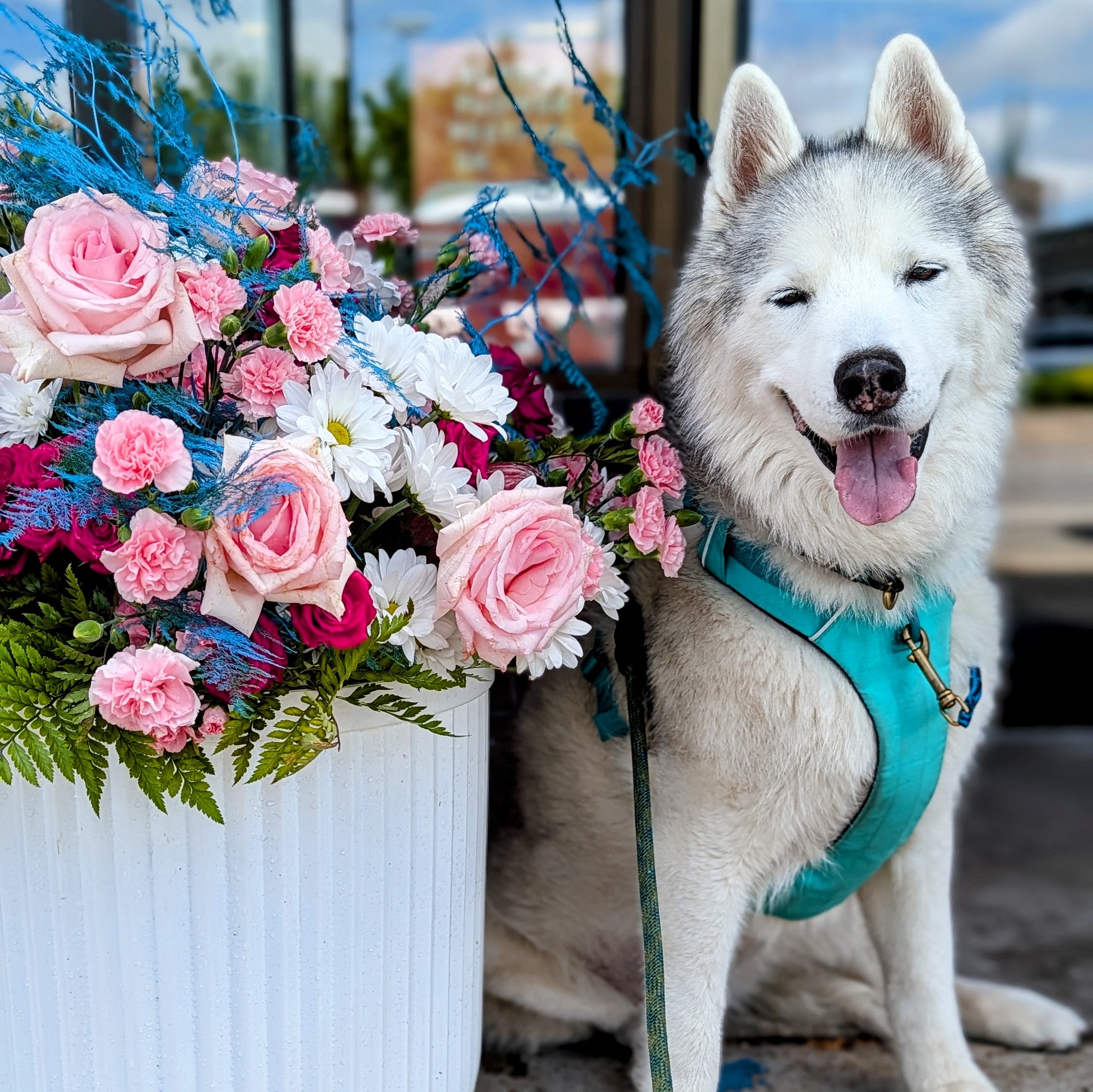 Remembering Memphis, our beloved Siberian Husky