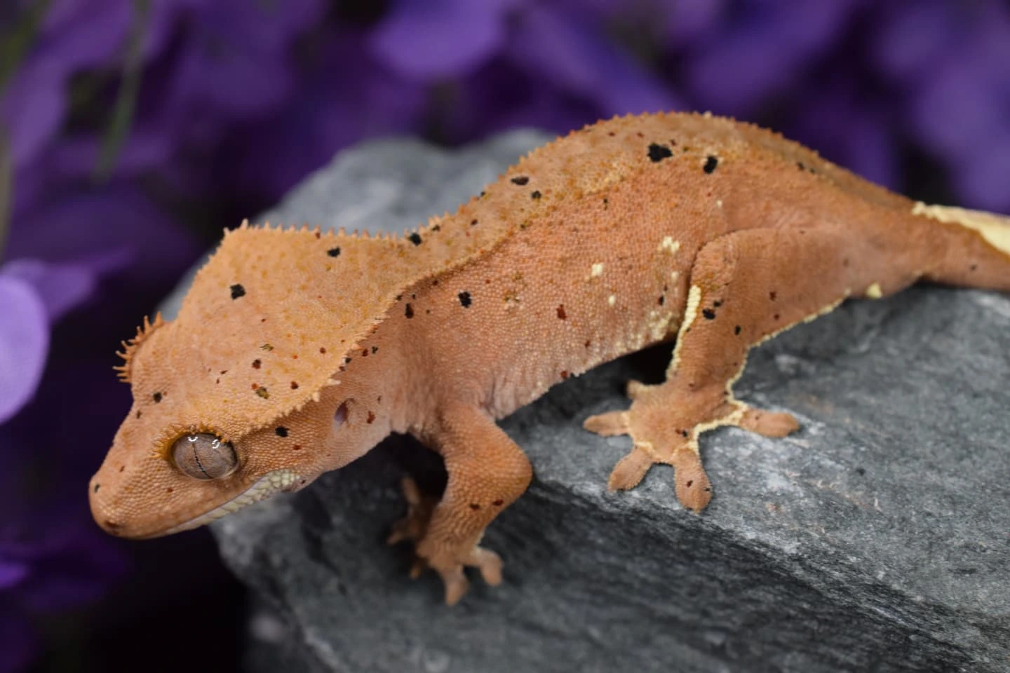 Gecko Loco Exotics