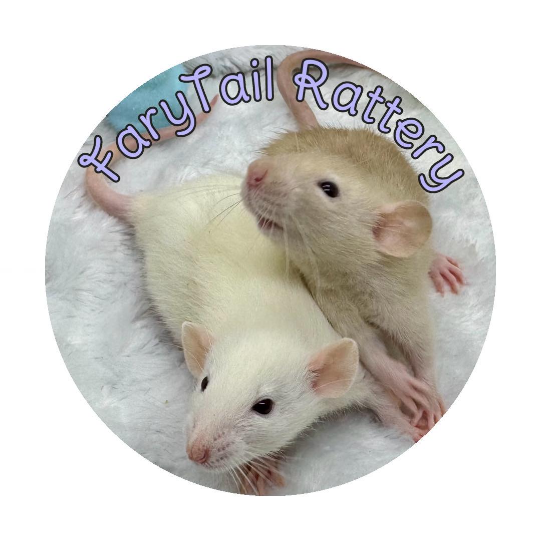 FaryTail Rattery | Hilliard OH