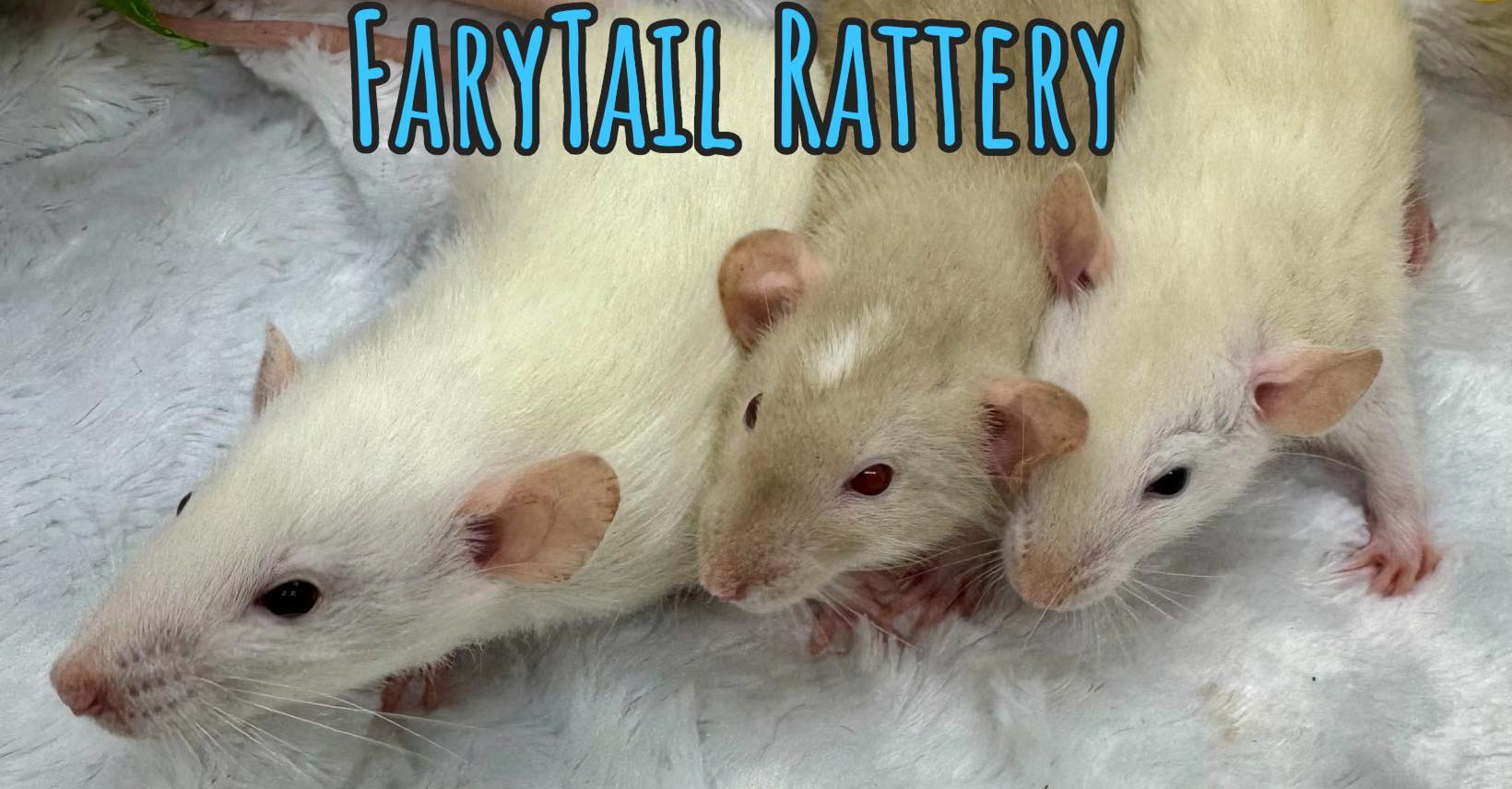 FaryTail Rattery | Hilliard OH