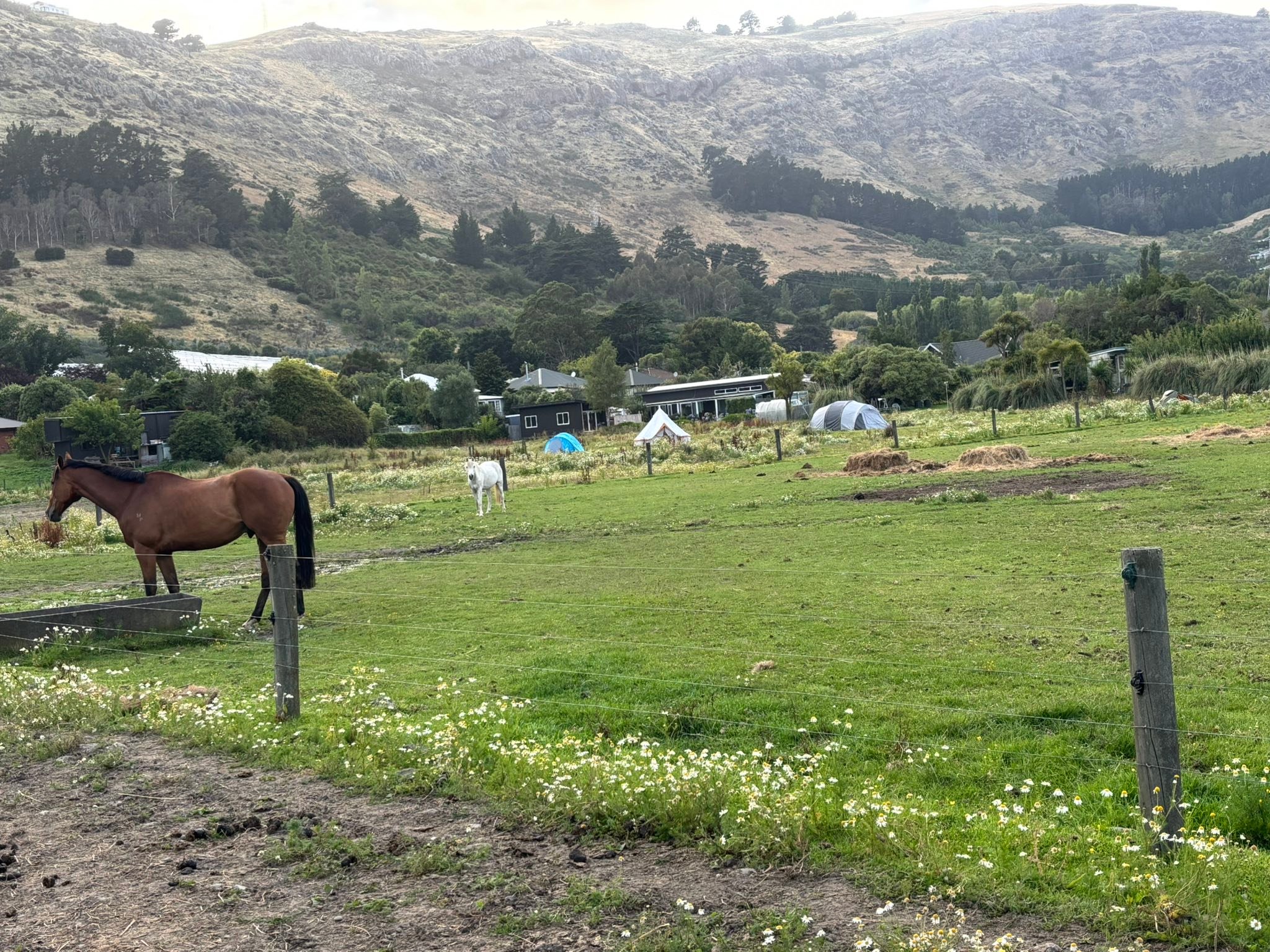 Heathcote Valley Riding... - Heathcote Valley Riding School
