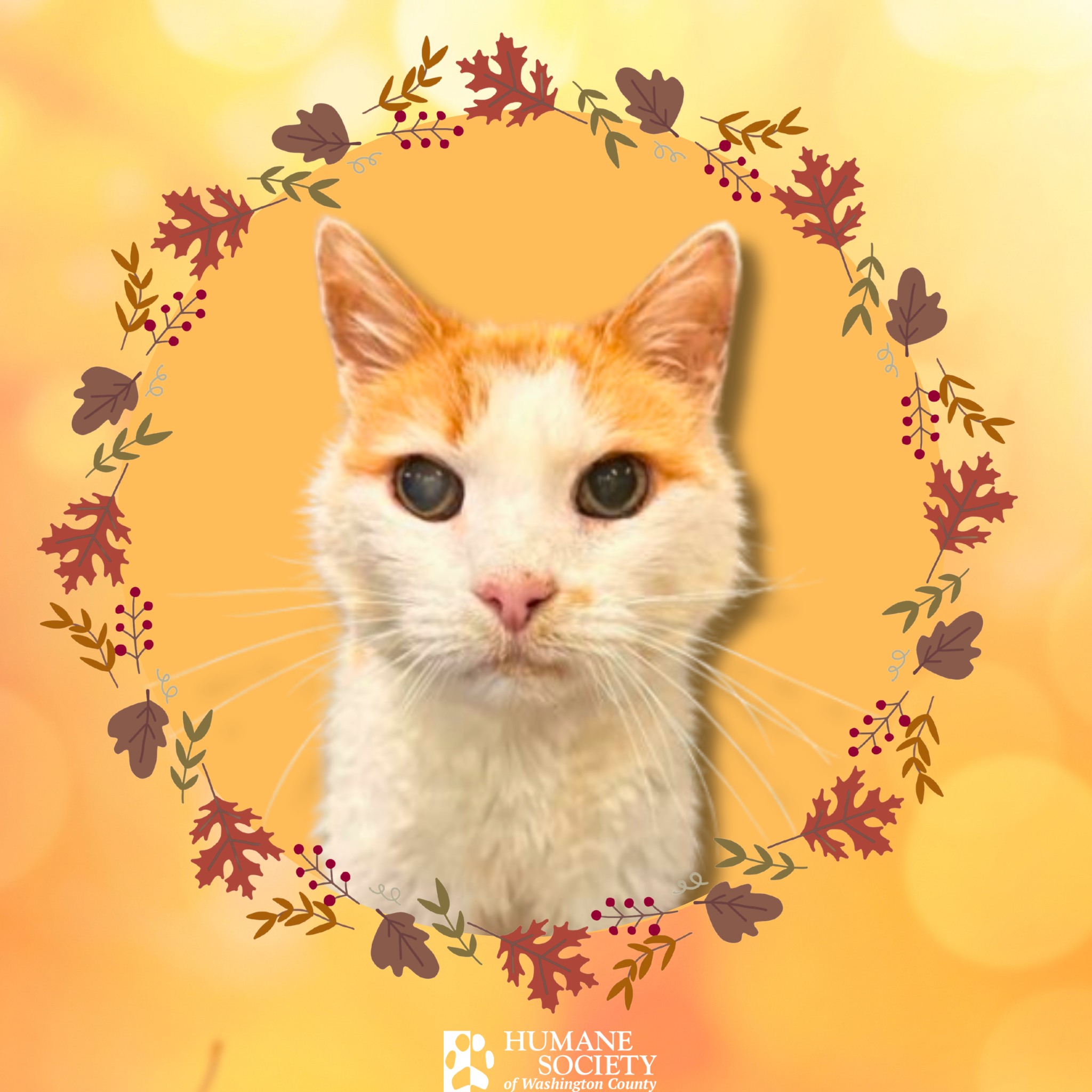Today's the day! If... - Humane Society of Washington County | Facebook