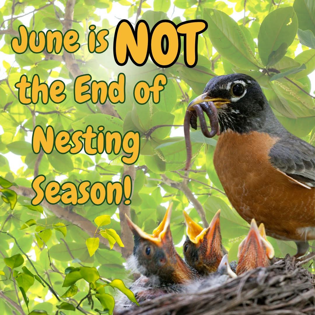 Wild - 🪺 Think Nesting Season Ends in May? Think Again! Summer is still ...