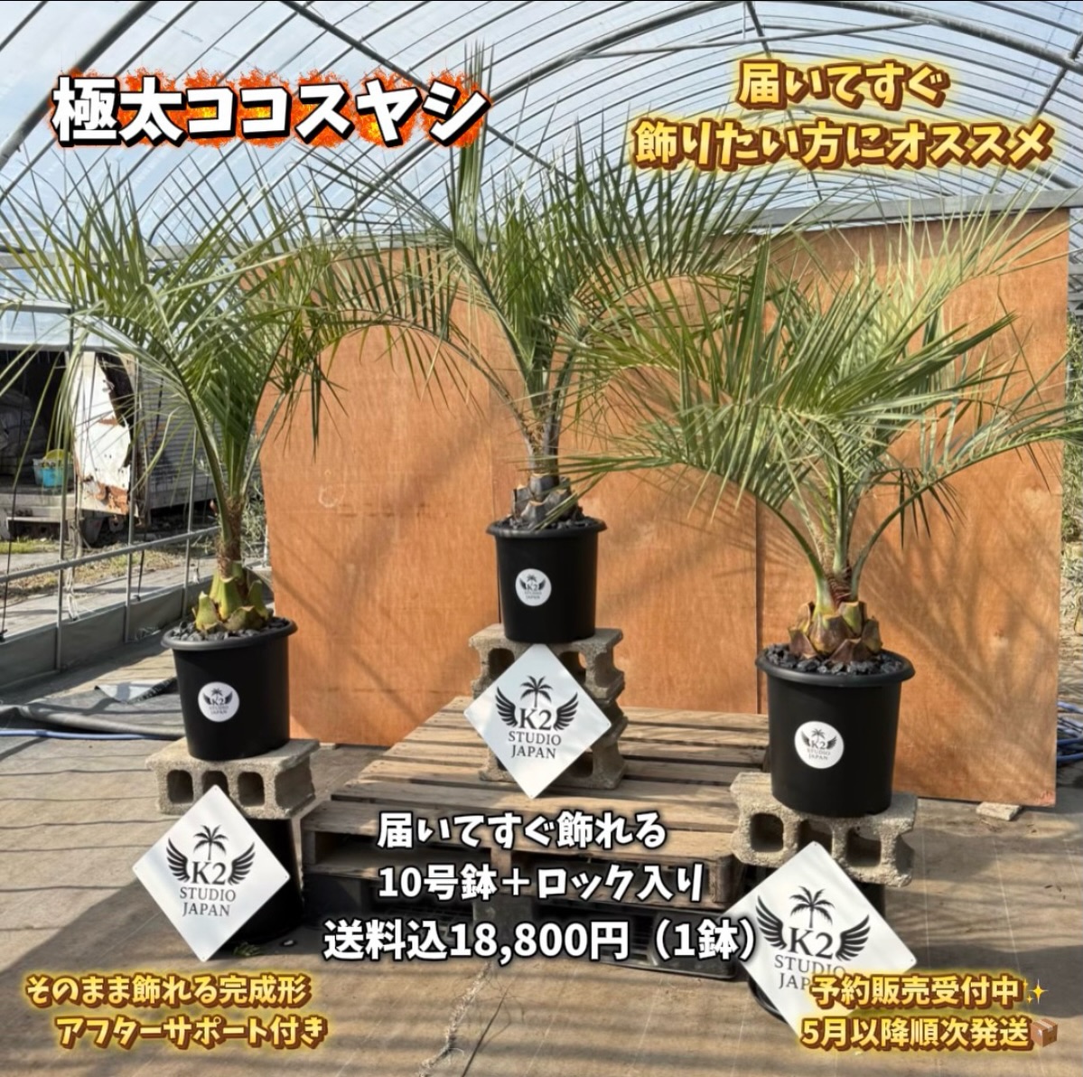 ココスヤシ　超極太株　カルフォルニアスタイル　高さ約2メール　送料込み価格 🌴【予約販売スタート】🌴 **届いてすぐ飾れる、極太ココスヤシ鉢入り