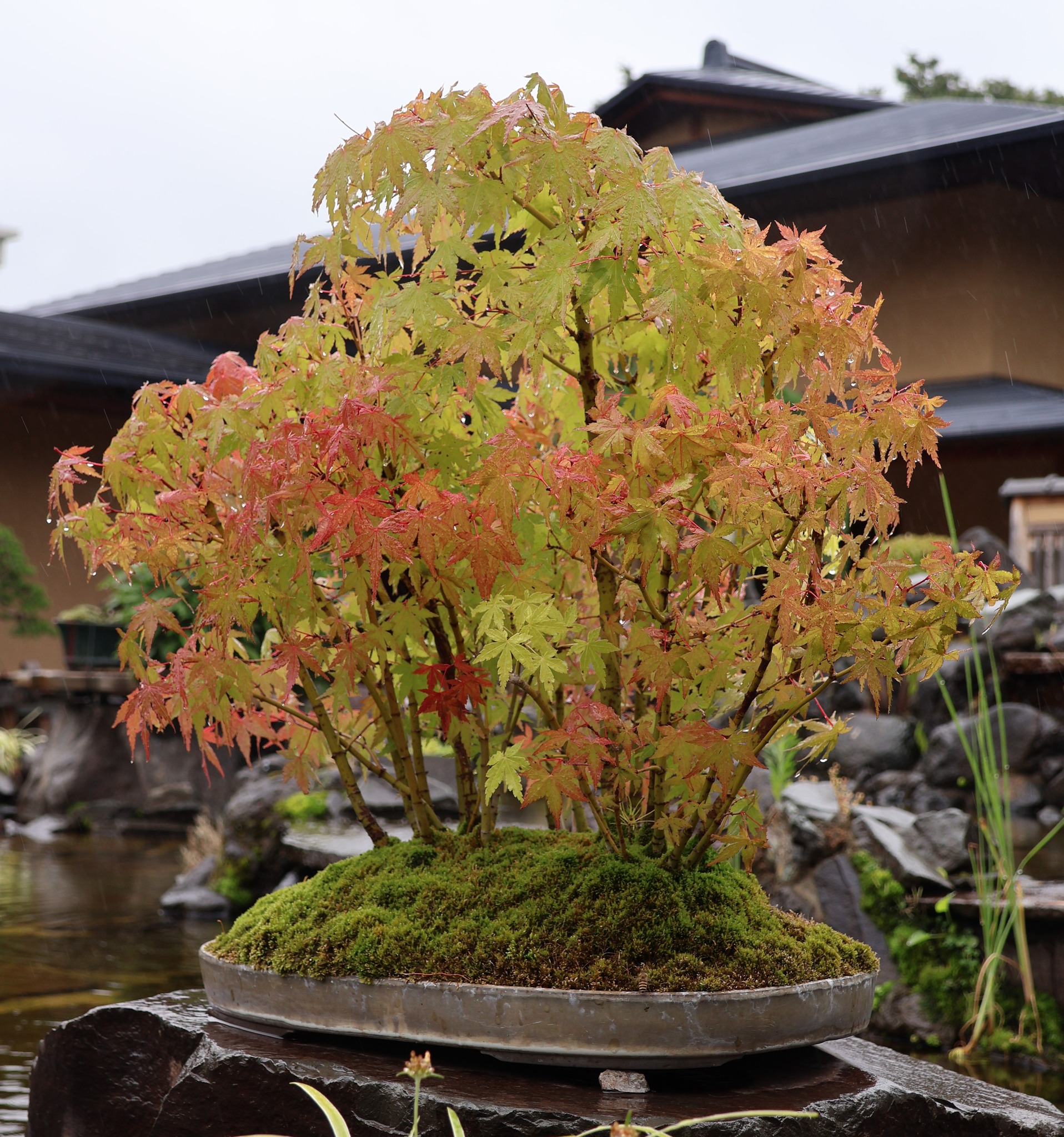 さいたま市大宮盆栽美術館 - 五葉松（瑞祥）ごようまつ（ずいしょう 