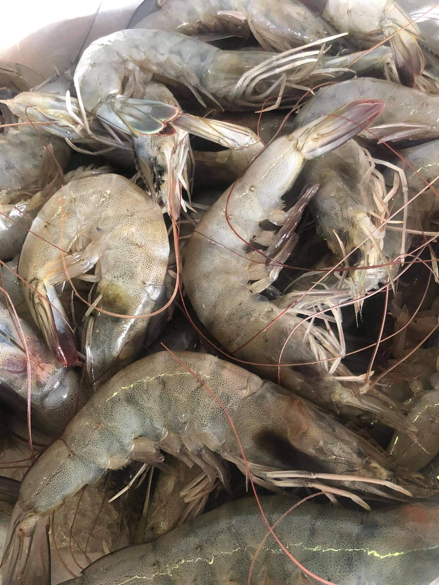 Love Us Seafood Store - Home