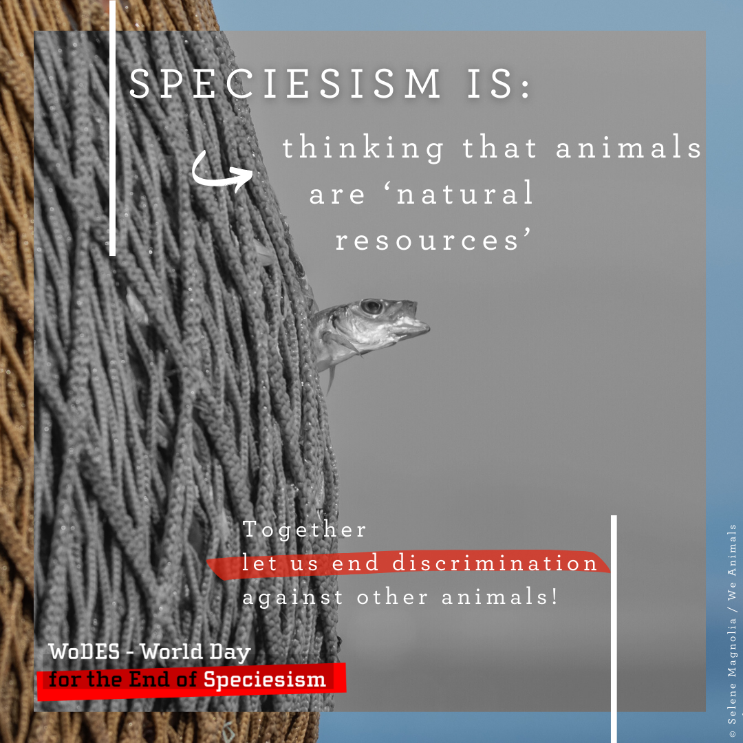 🤩📸NEW... - World Day for the End of Speciesism - backup page