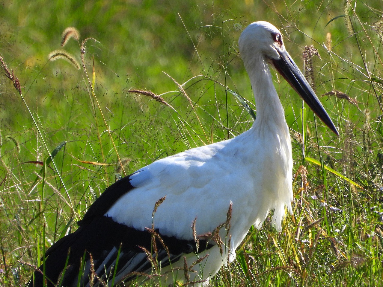 兵庫県立コウノトリの郷公園 Hyogo Park of the Oriental White Stork