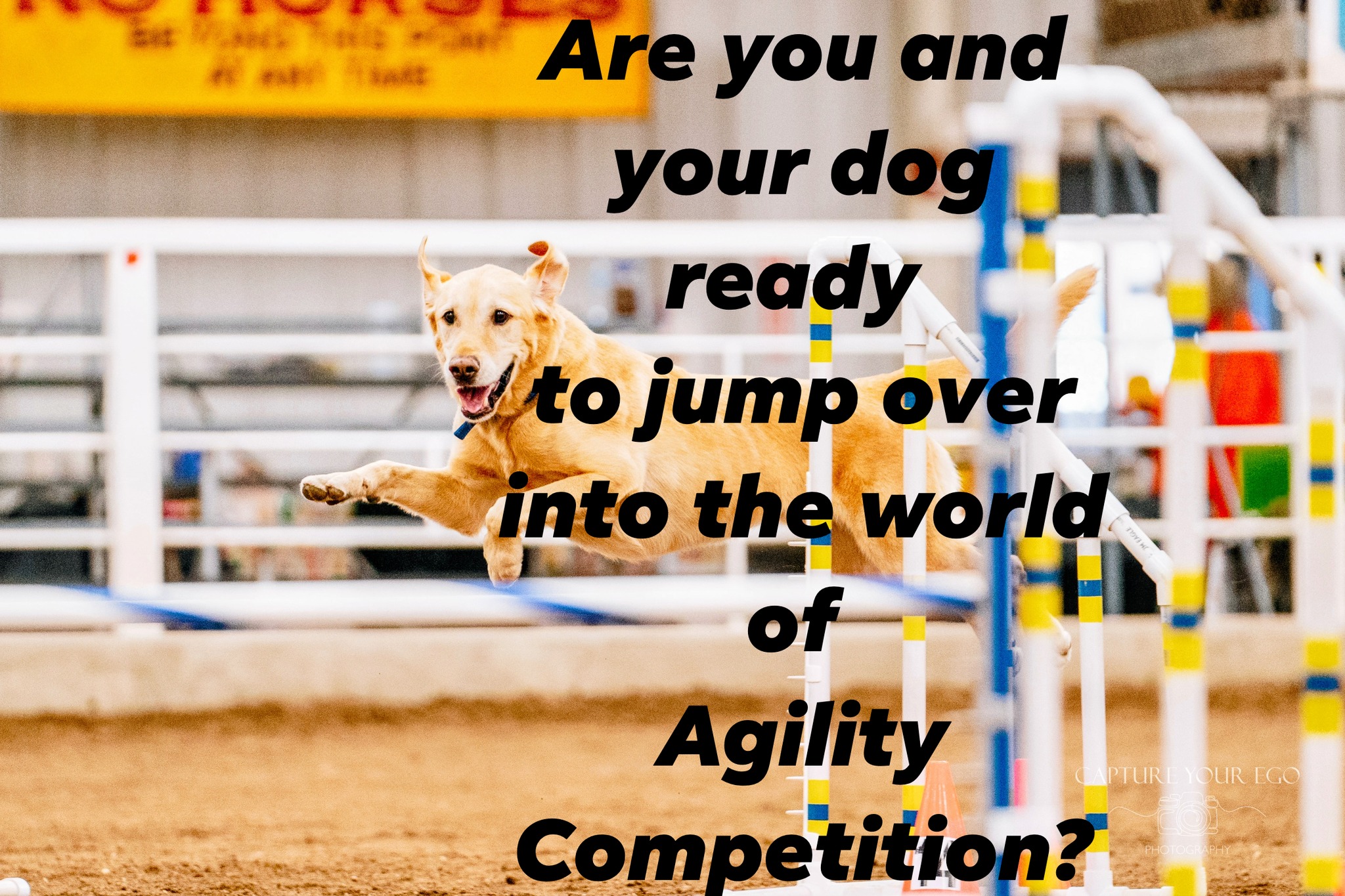 Curated visual reference: Getting Your Dog Ready For Agility Reference: Hutchinson Kennel Club Added A