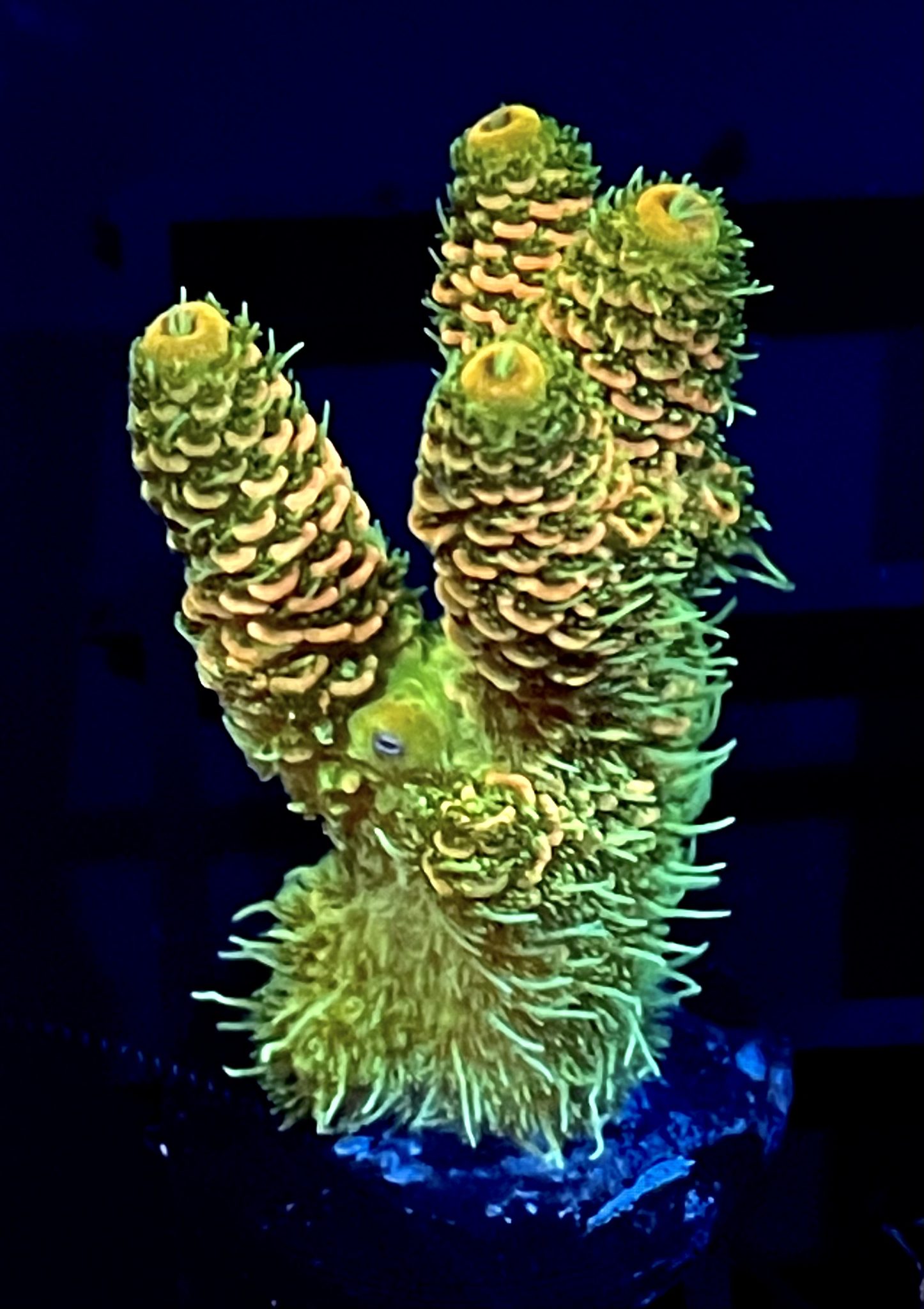 ModernAquati - ModernAquatix.com - Saltwater Aquarium Store