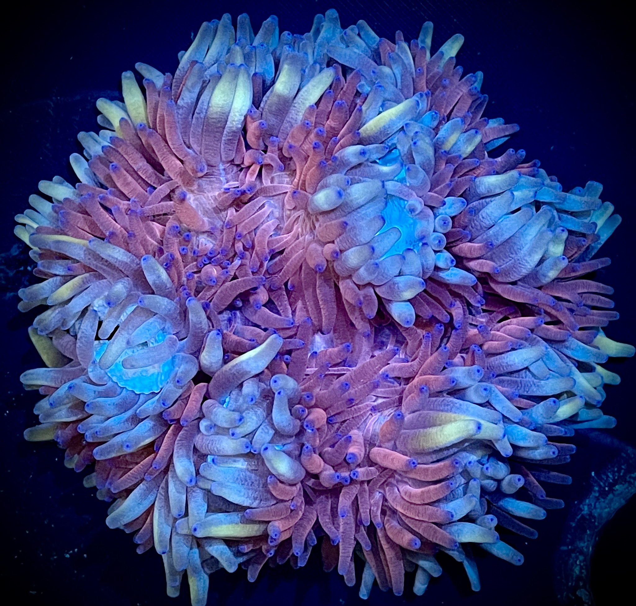 ModernAquati - ModernAquatix.com - Saltwater Aquarium Store