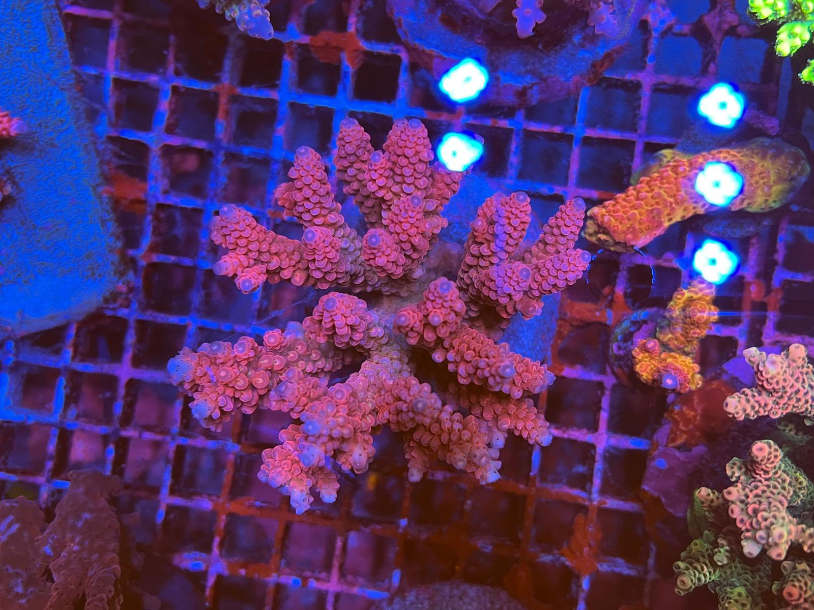 Aquatic Emporium added a new photo. - Aquatic Emporium