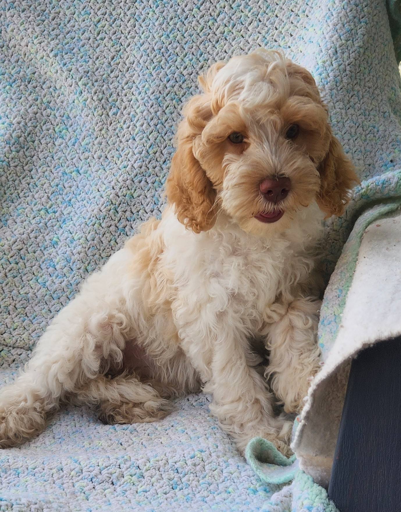Vinton Valley - Vinton Valley Australian Labradoodles