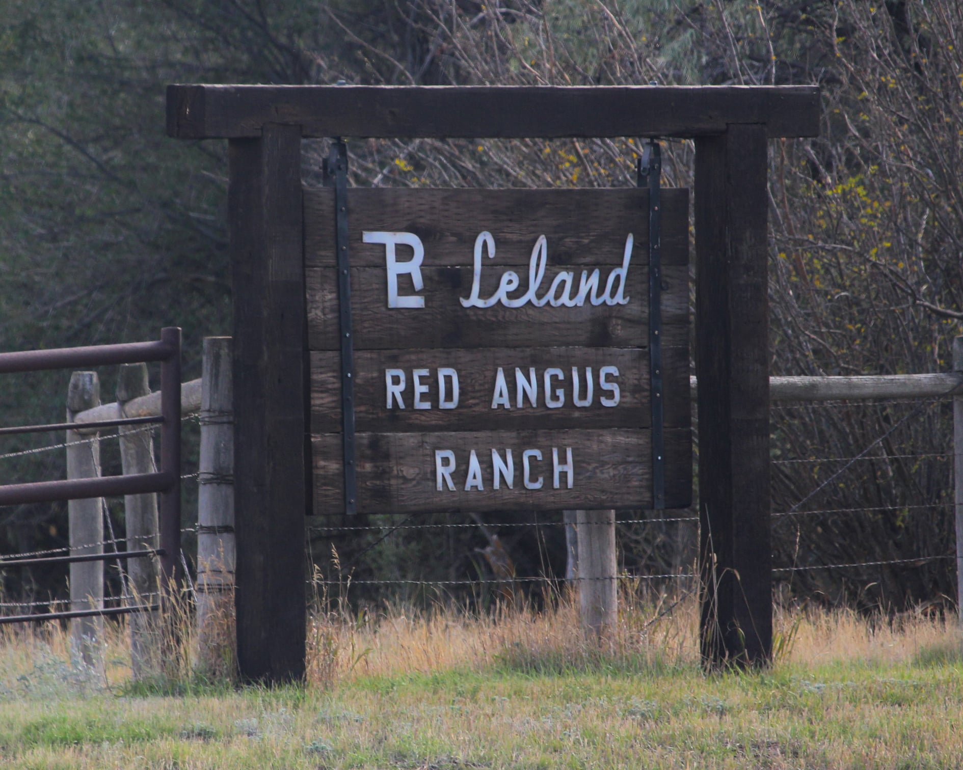 Leland Red Angus - WFL Merlin 018A. Co owned with Wedel Red Angus, and ...