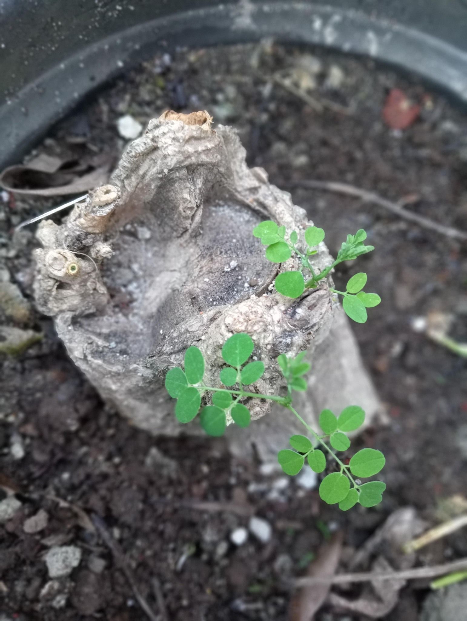 Today I use a bottle as a planting medium for spring onion # ...