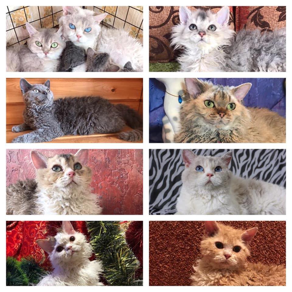 selkirk-rex-of-different-colors-facebook