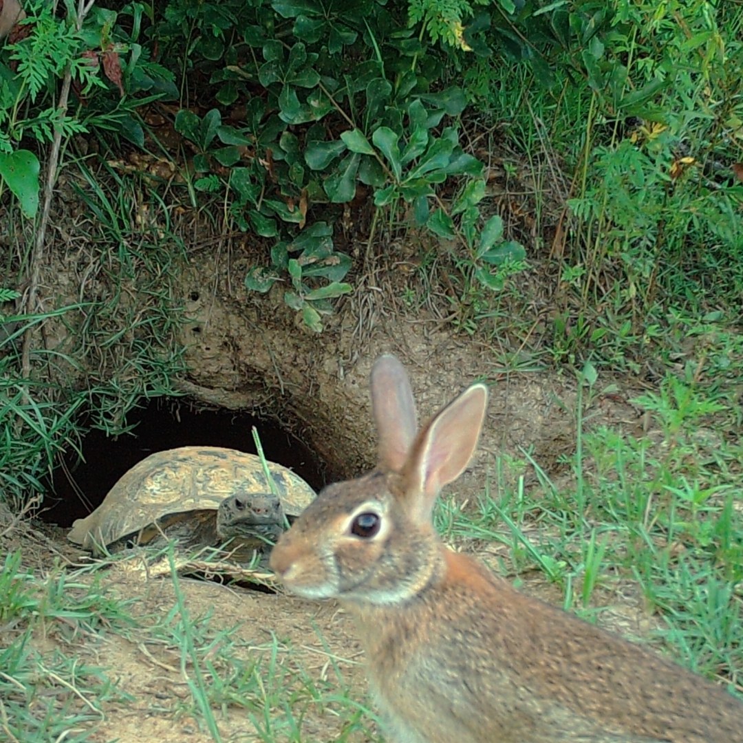 UF - 🐢🐇 Who said the tortoise and the rabbit had to be rivals? This ...