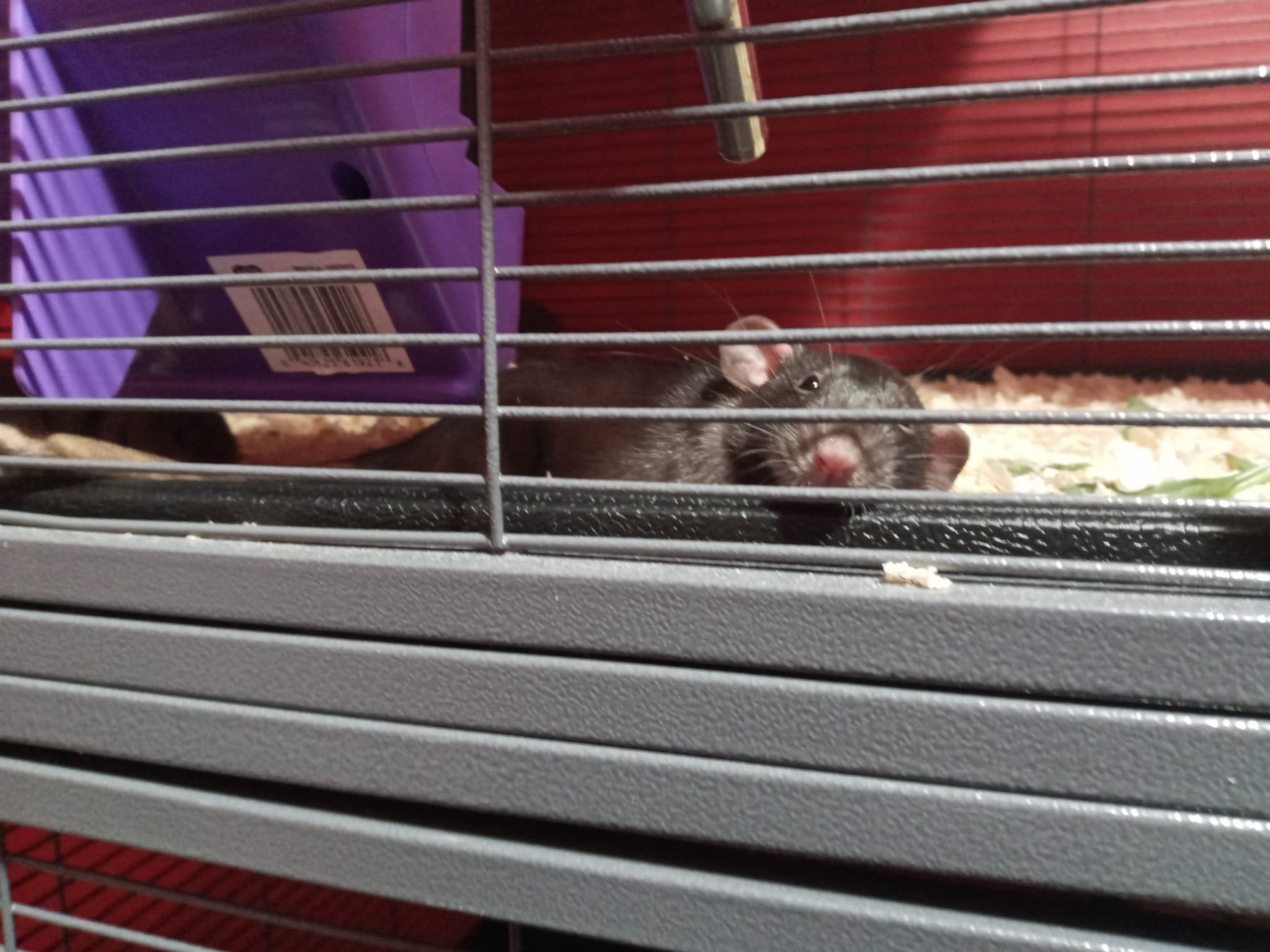 Tails of Talos Rattery | New Britain CT