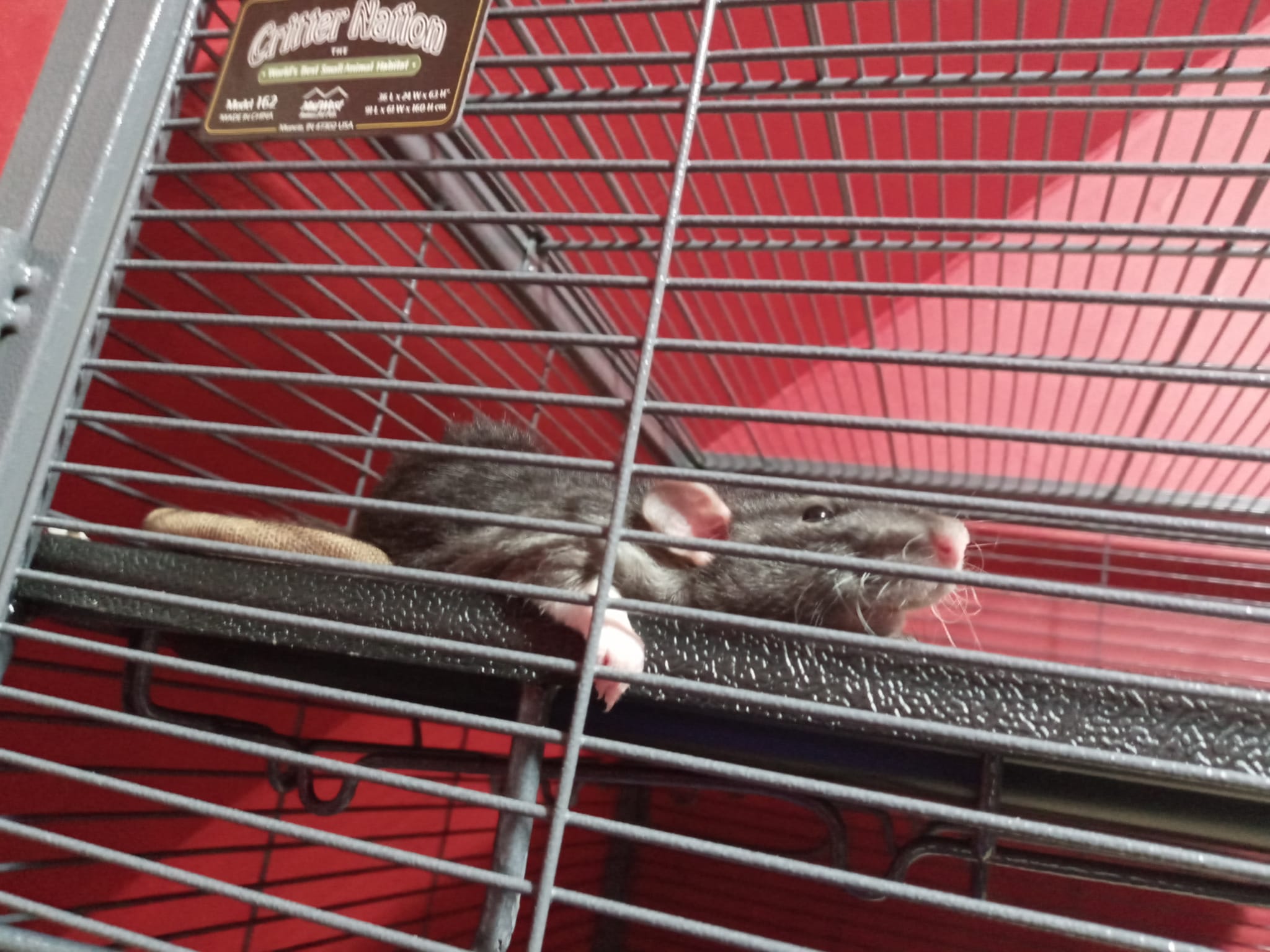 Tails of Talos Rattery | New Britain CT