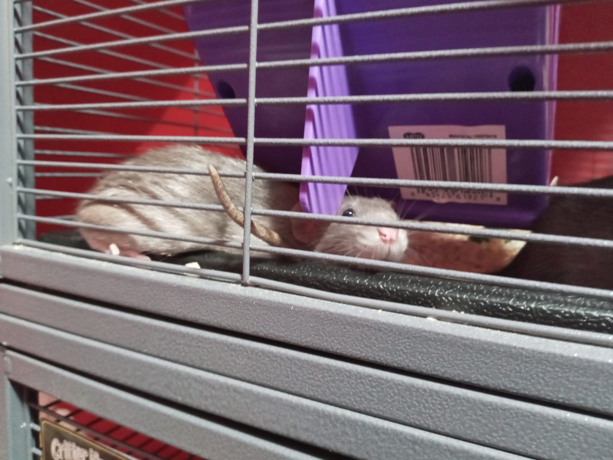 Tails of Talos Rattery | New Britain CT
