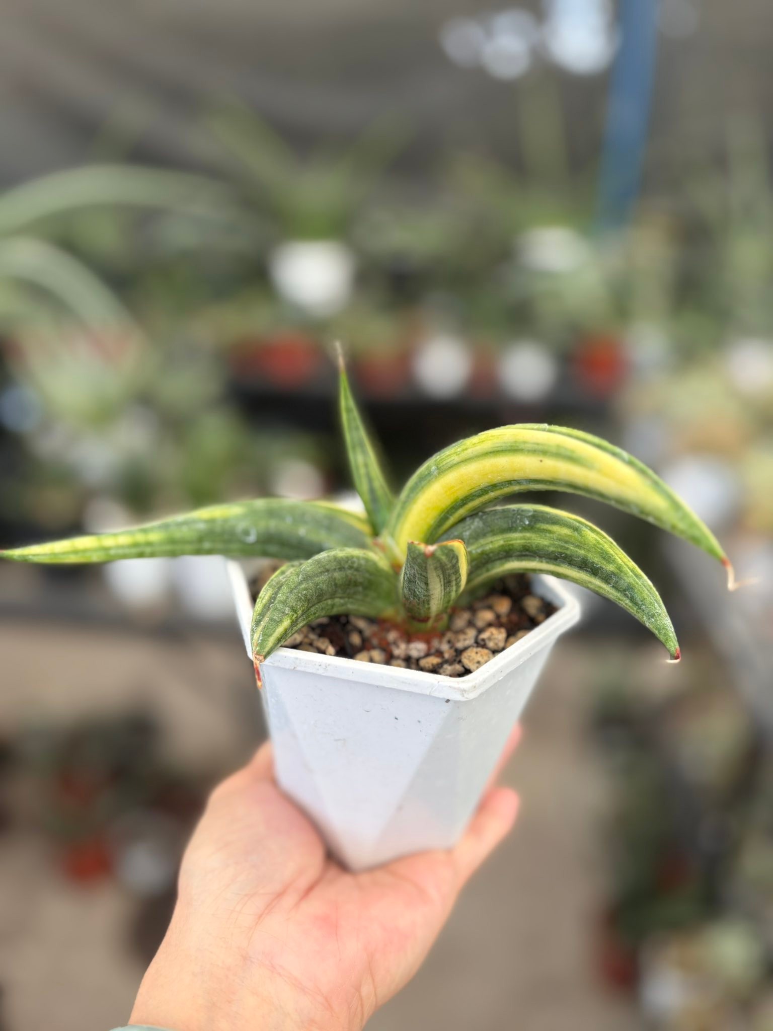 Sansevieria Patens variegated P600 only. 3rd pic is the mother