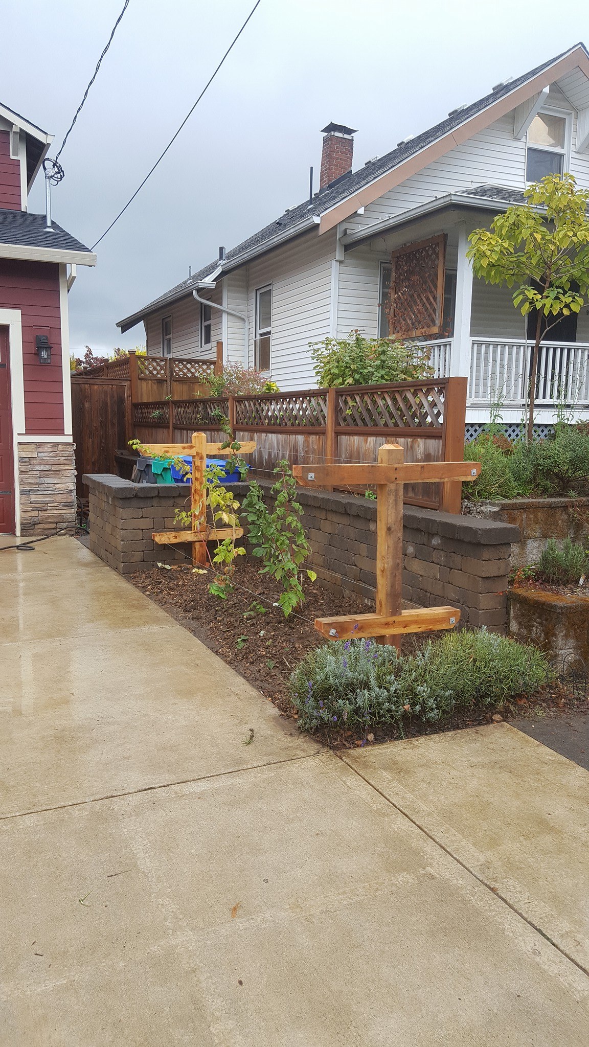 Inner City Farm - A front yard raspberry trellis we just...