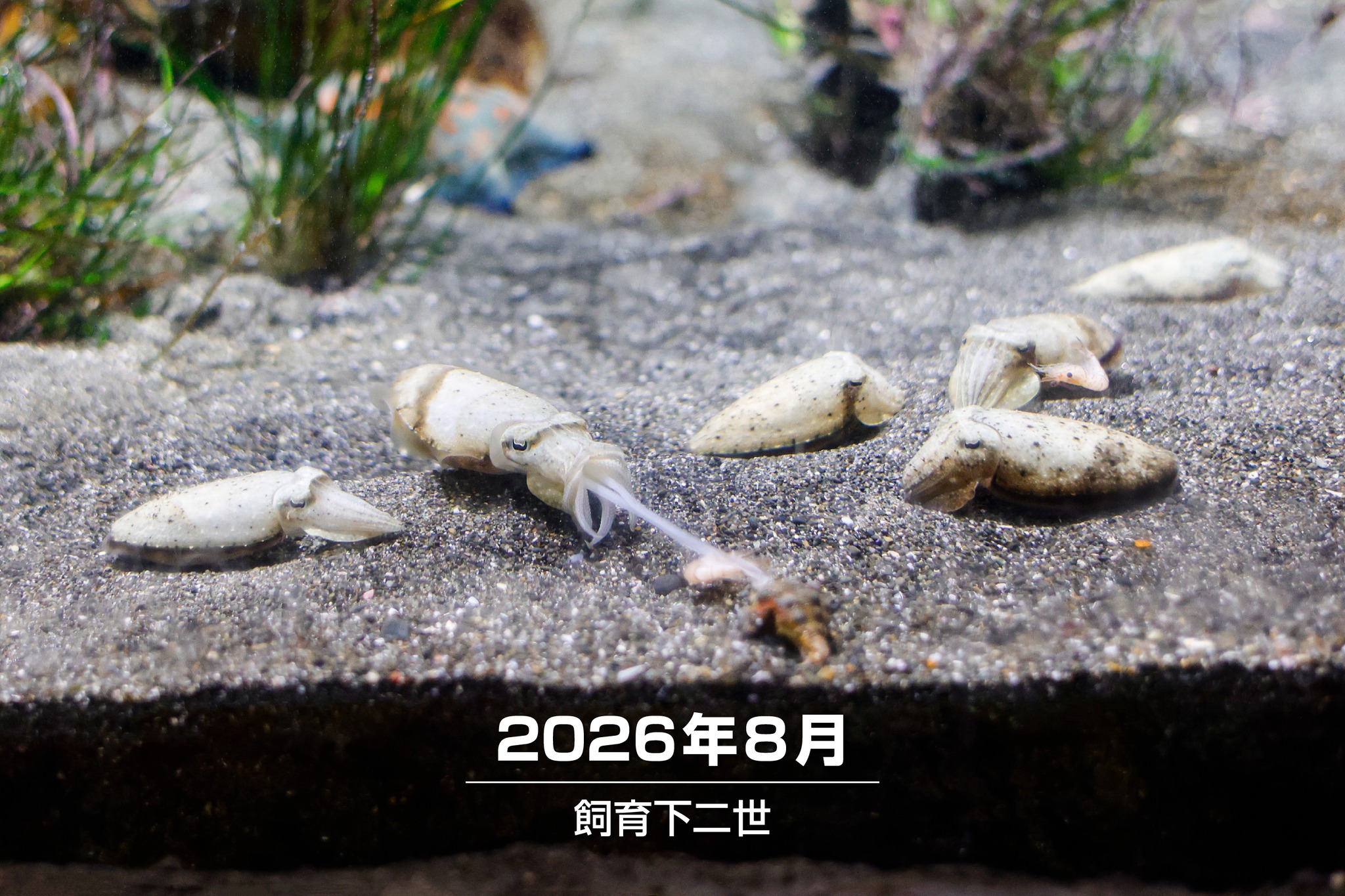 メガネモチノウオ> 本日は休館日です。 トロピカルアイランド