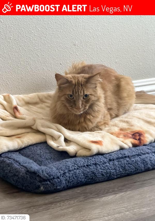 Lost orange cat Brownie in Las Vegas NV 89108