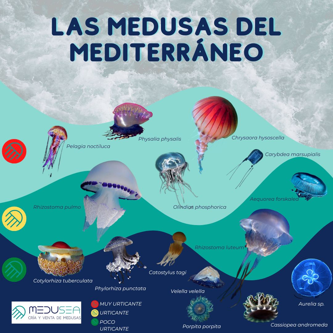 medusea-las-medusas-y-afines-del-mediterr-neo-las-m-s