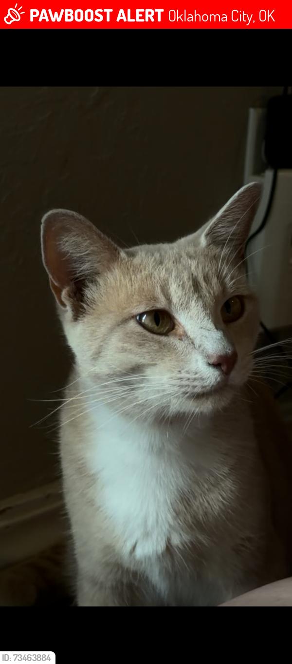 Venus lost cat in Oklahoma City OK near 52nd and Western