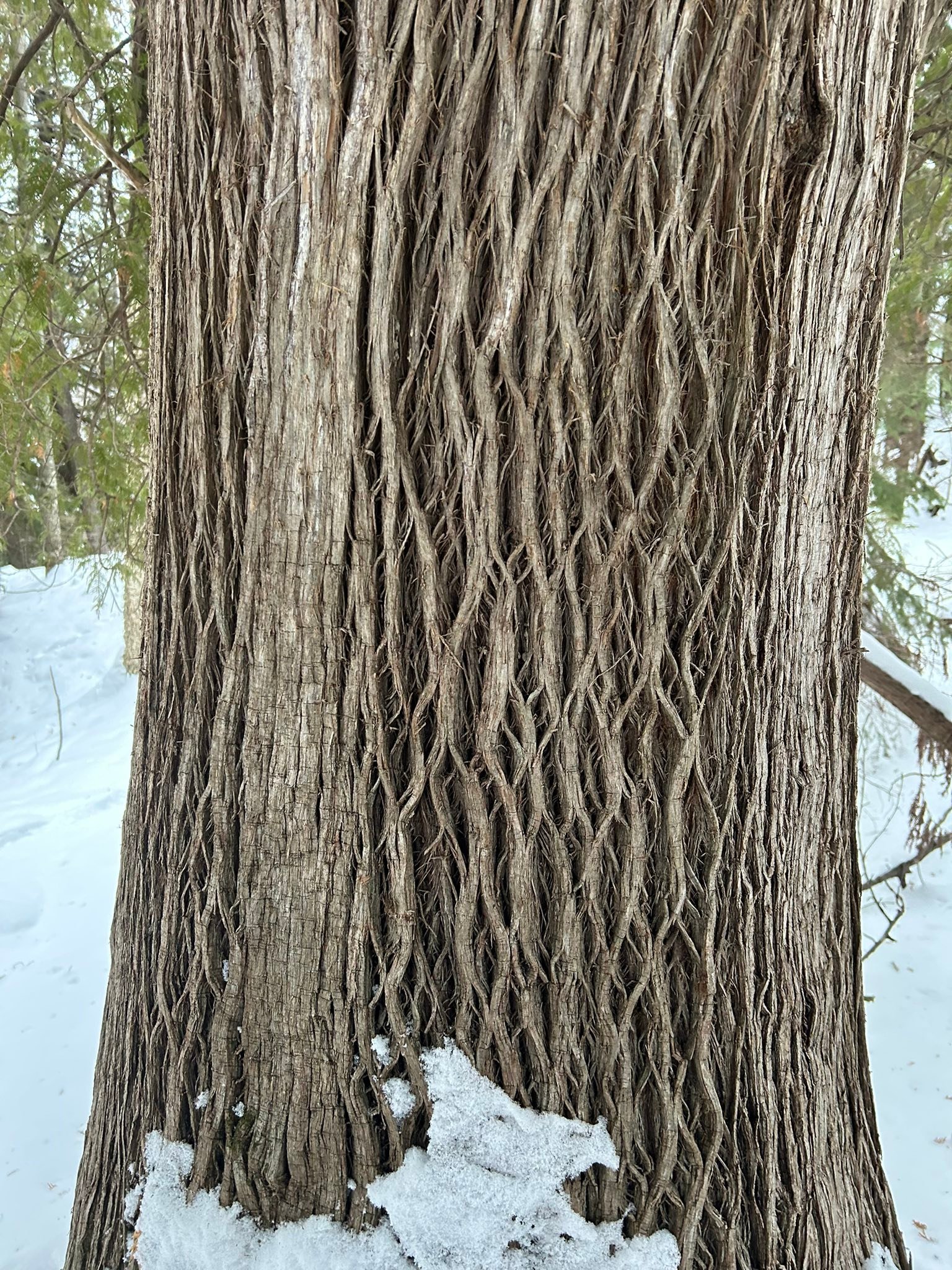 Big Tree Seekers | 94” CBH Northern White Cedar on a steep north facing ...