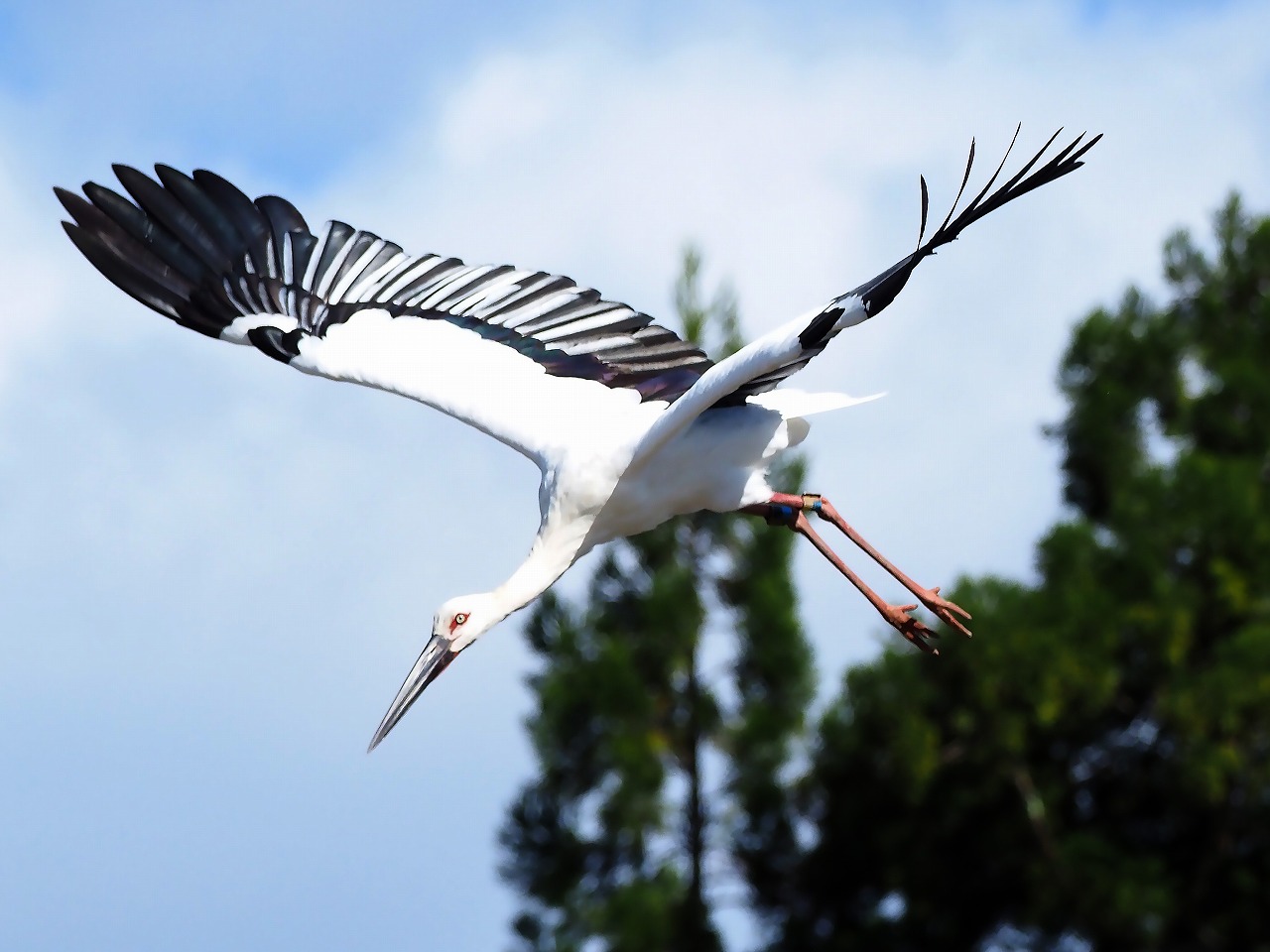 兵庫県立コウノトリの郷公園 Hyogo Park of the Oriental White Stork