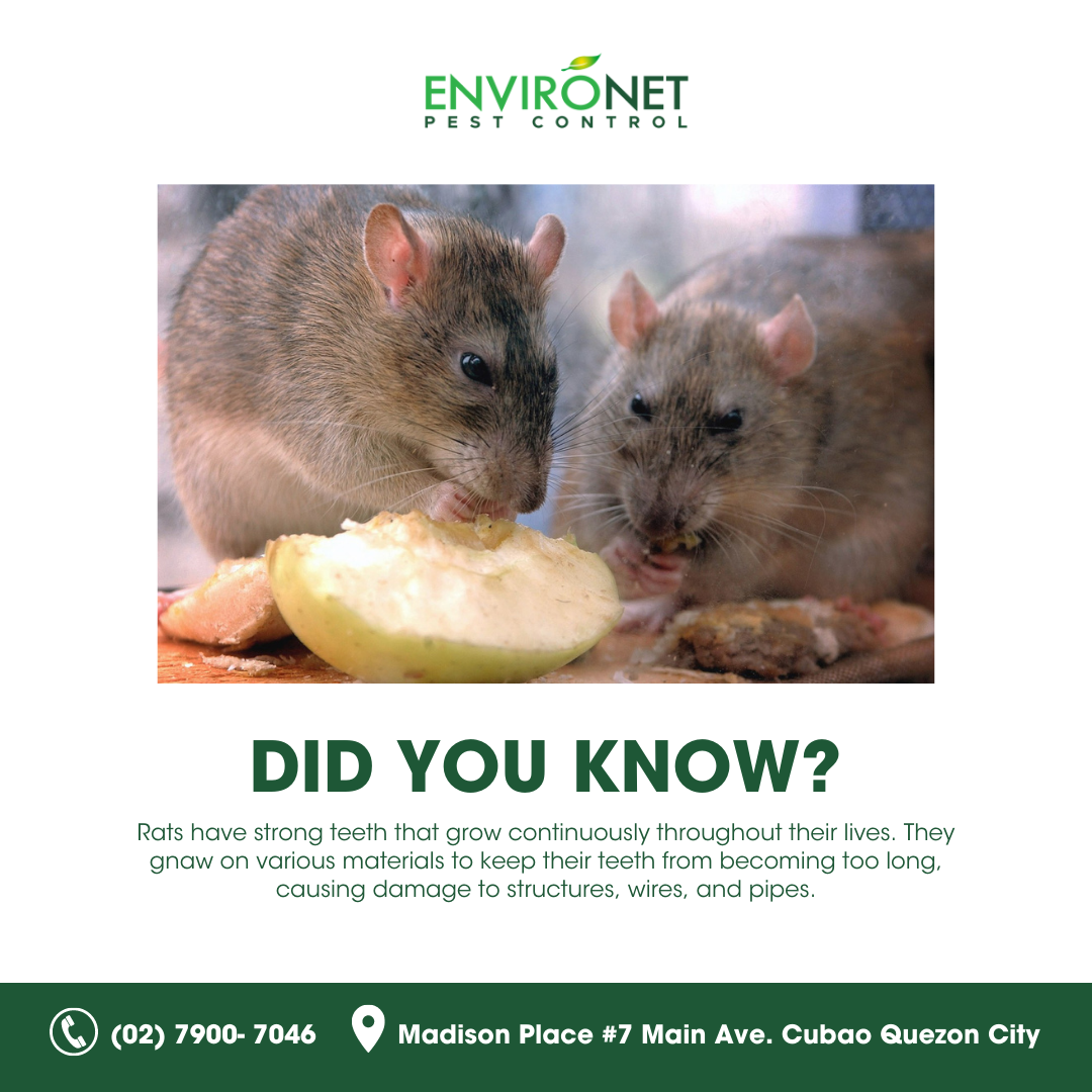 Environet Pest Control - Quezon City | Quezon City
