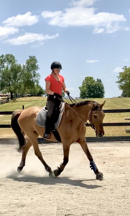 Max - Digby and Sam in medium trot at 28. | Facebook