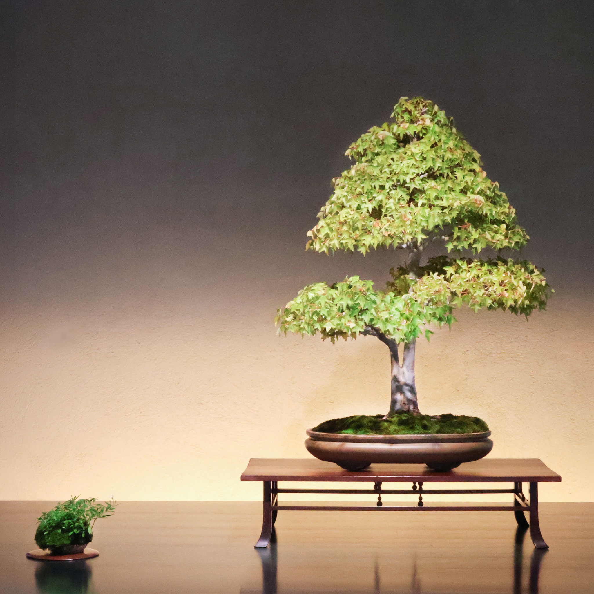 現在の展示 （6/26～7/1） Current Exhibition 山香ばしほか寄せ植え