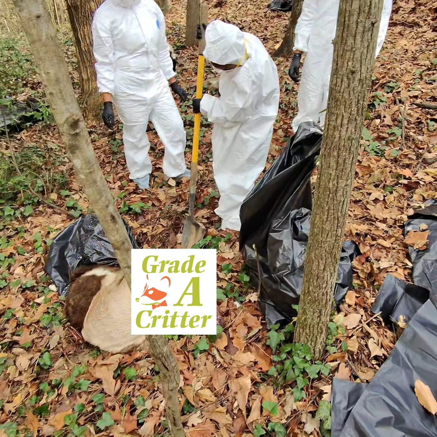 Grade A Critter | Alpharetta GA