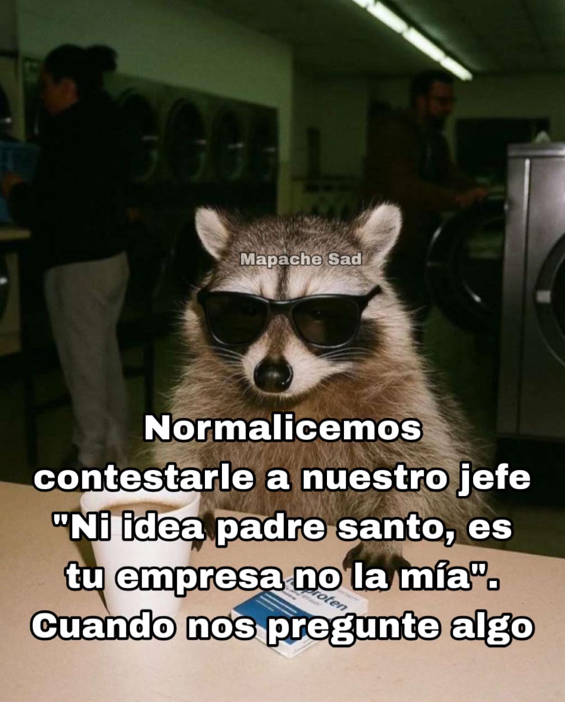 Mapache - Así nomás quedó patrón #sarcastichumor #humor #memes # ...