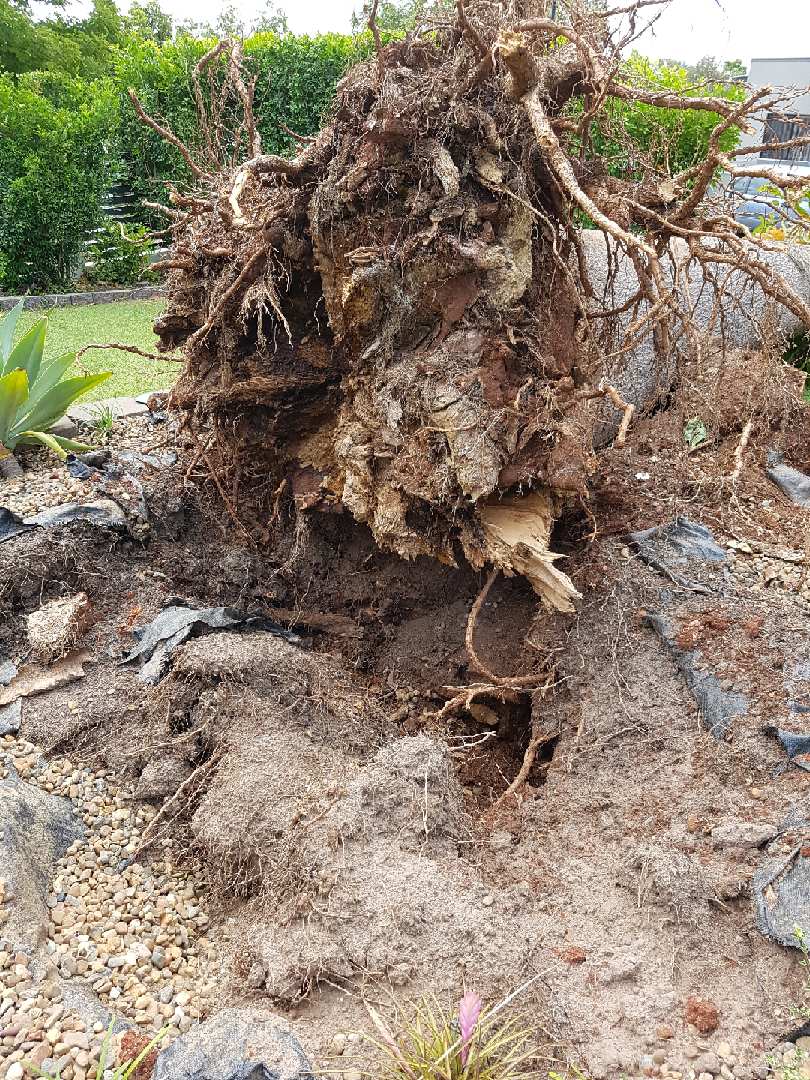 Vince's Tree Services